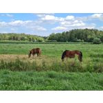 Zdjęcia użytkowników Samsung Galaxy S20+