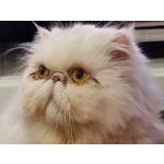 Zdjęcia użytkowników Samsung Galaxy S21 Dual SIM