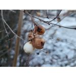 Zdjęcia użytkowników Samsung Galaxy S21 FE 5G Dual SIM Zdjęcia użytkowników Samsung Galaxy S21 FE 5G Dual SIM