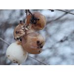 Zdjęcia użytkowników Samsung Galaxy S21 FE 5G Dual SIM Zdjęcia użytkowników Samsung Galaxy S21 FE 5G Dual SIM