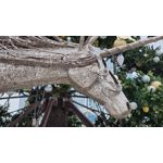 Zdjęcia użytkowników Samsung Galaxy S21 Ultra