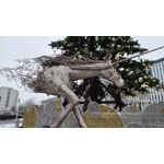 Zdjęcia użytkowników Samsung Galaxy S21 Ultra