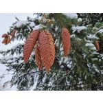 Zdjęcia użytkowników Samsung Galaxy S21