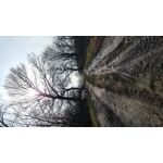 Zdjęcia użytkowników Samsung Galaxy S21