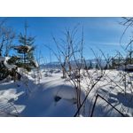 Zdjęcia użytkowników Samsung Galaxy S21+