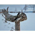 Zdjęcia użytkowników Samsung Galaxy S21+