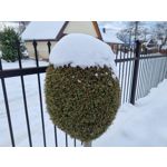 Zdjęcia użytkowników Samsung Galaxy S21+