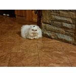 Zdjęcia użytkowników Samsung Galaxy S21+