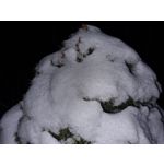 Zdjęcia użytkowników Samsung Galaxy S21+