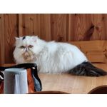 Zdjęcia użytkowników Samsung Galaxy S21+