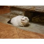 Zdjęcia użytkowników Samsung Galaxy S21+