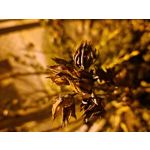 Zdjęcia użytkowników Samsung Galaxy S22