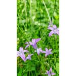 Zdjęcia użytkowników Samsung Galaxy S22