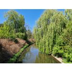 Zdjęcia użytkowników Samsung Galaxy S22