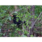 Zdjęcia użytkowników Samsung Galaxy S22