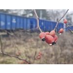 ZDJĘCIA Z TEGO TELEFONU