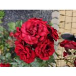 Zdjęcia użytkowników Samsung Galaxy S23 Zdjęcia użytkowników Samsung Galaxy S23