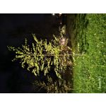 Zdjęcia użytkowników Samsung Galaxy S23 Zdjęcia użytkowników Samsung Galaxy S23