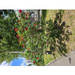 Zdjęcia użytkowników Samsung Galaxy S23 Zdjęcia użytkowników Samsung Galaxy S23