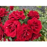 Zdjęcia użytkowników Samsung Galaxy S23 Zdjęcia użytkowników Samsung Galaxy S23