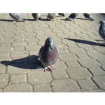 Zdjęcia użytkowników Samsung Galaxy S23 Zdjęcia użytkowników Samsung Galaxy S23