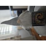 Zdjęcia użytkowników Samsung Galaxy S23 Zdjęcia użytkowników Samsung Galaxy S23