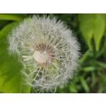 Zdjęcia użytkowników Samsung Galaxy S23 Zdjęcia użytkowników Samsung Galaxy S23