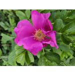 Zdjęcia użytkowników Samsung Galaxy S23 Zdjęcia użytkowników Samsung Galaxy S23