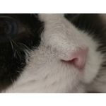 Zdjęcia użytkowników Samsung Galaxy S24 Ultra