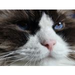 Zdjęcia użytkowników Samsung Galaxy S24 Ultra