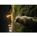 ZDJĘCIA Z TEGO TELEFONU