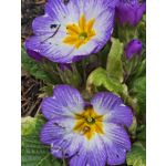 Zdjęcia użytkowników Samsung Galaxy S24 Ultra