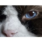 Zdjęcia użytkowników Samsung Galaxy S24 Ultra