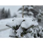 Zdjęcia użytkowników Samsung Galaxy S24 Ultra