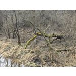 Zdjęcia użytkowników Samsung Galaxy S24 Ultra