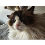 Zdjęcia użytkowników Samsung Galaxy S24 Ultra