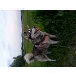 Zdjęcia użytkowników Samsung Galaxy S4 mini LTE