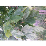 Zdjęcia użytkowników Samsung Galaxy S4 mini LTE