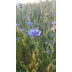 Zdjęcia użytkowników Samsung Galaxy S6 Edge