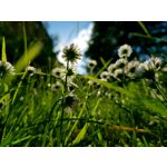 Zdjęcia użytkowników Samsung Galaxy S8