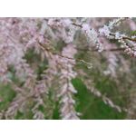 Zdjęcia użytkowników Samsung Galaxy S8