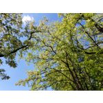 Zdjęcia użytkowników Samsung Galaxy S8+