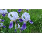 Zdjęcia użytkowników Samsung Galaxy S9+