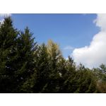 Zdjęcia użytkowników Samsung Galaxy Tab S3 LTE