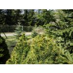 Zdjęcia użytkowników Samsung Galaxy Tab S3 LTE