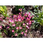 Zdjęcia użytkowników Samsung Galaxy Tab S3 LTE