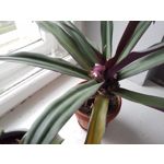 Zdjęcia użytkowników Samsung Galaxy Tab S3 LTE