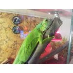 Zdjęcia użytkowników Samsung Galaxy Tab S3 LTE