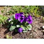 Zdjęcia użytkowników Samsung Galaxy Tab S3 LTE