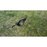 Zdjęcia użytkowników Samsung Galaxy Tab S3 LTE